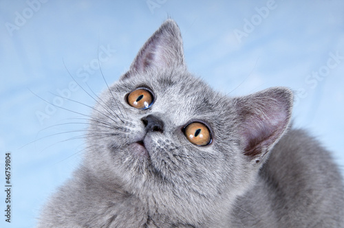 Photo: Junge Kartäuser Katze – Portrait Junge Kartäuser Katze – Portrait