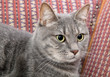 Domestic cat at sofa