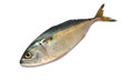 Fresh mackerel fish