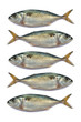 Fresh mackerel fish