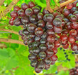 Red grapes