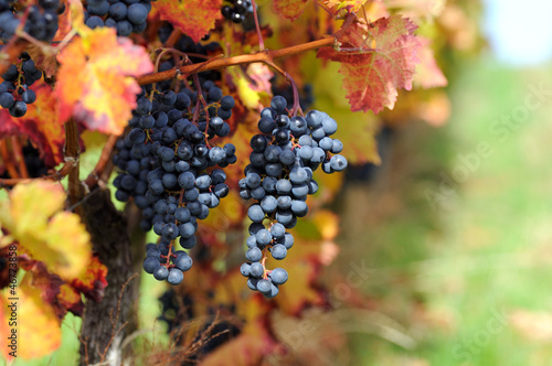 Photo: Red grape Red grape