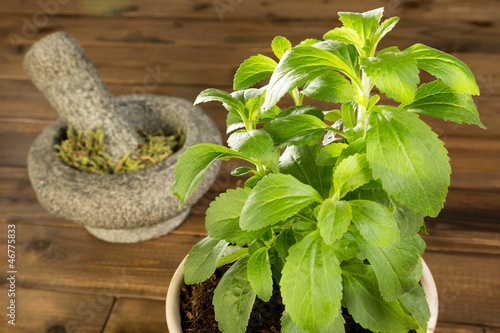 Photo: Potted stevia plant Potted stevia plant