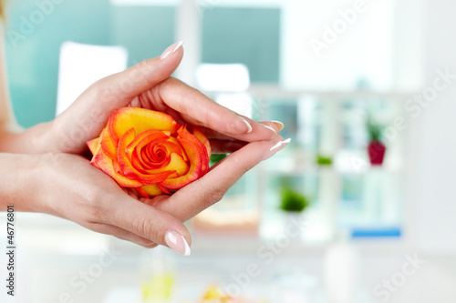 Photo: Cherish rose Cherish rose