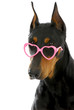 dog love