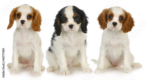 Photo: three puppies three puppies