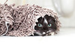 Black-white kitten hiding and peeking