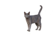 Photo: Chartreux cat Chartreux cat