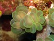 bubble coral