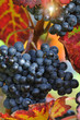 Photo: Red grape with autumn foliage Red grape with autumn foliage