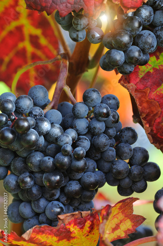 Photo: Red grape with autumn foliage Red grape with autumn foliage
