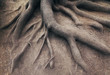 Old root of tree, in forest. Landscape of nature