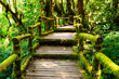 Wood walkway