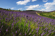 Photo: Lavender field. Provence, France Lavender field. Provence, France