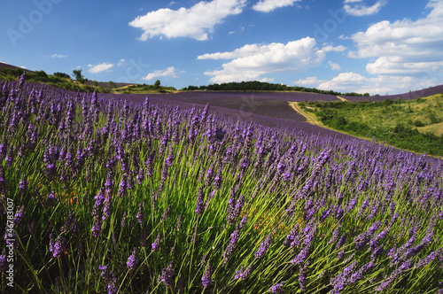 Photo: Lavender field. Provence, France Lavender field. Provence, France