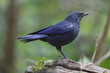 Blue Whistling-Thrush