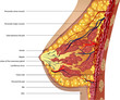 Anatomy of the breast. Vector