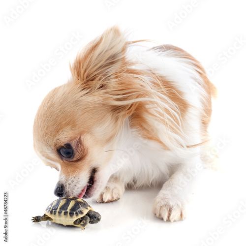 Photo: young Tortoise and chihuahua young Tortoise and chihuahua