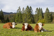 Fleckvieh