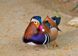 Mandarin Duck
