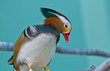Mandarin Duck