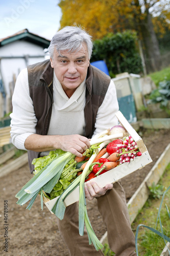 Photo: Senior man in kitchen garden picking vegetables Senior man in kitchen garden picking vegetables