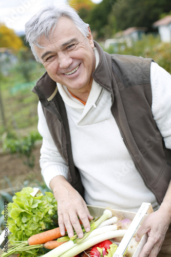 Photo: Senior man in kitchen garden picking vegetables Senior man in kitchen garden picking vegetables