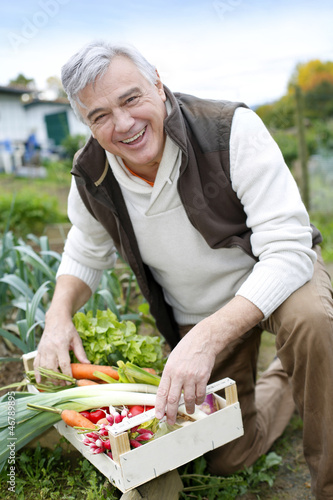 Photo: Senior man in kitchen garden picking vegetables Senior man in kitchen garden picking vegetables