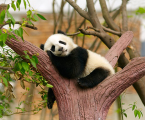 Panda and Financial