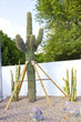 Photo: Cactus Decoration Cactus Decoration