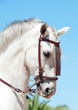 Photo: portrait of Andalusian white horse in movement portrait of Andalusian white horse in movement