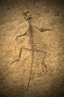 Fossil of a Prehistoric Creature