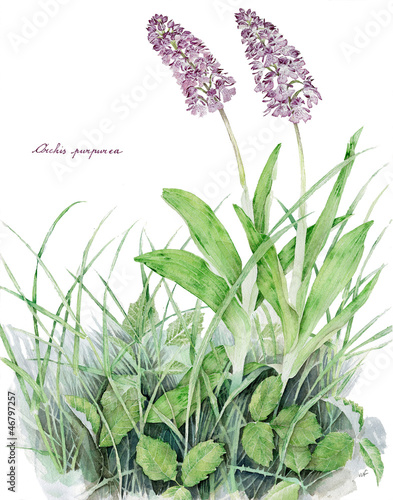 Illustration: Orchis purpurea Orchis purpurea