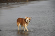 Husky in der Nordsee