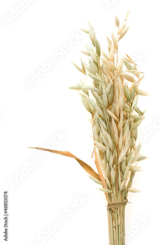 Photo: ripe oat ears isolated on white ripe oat ears isolated on white