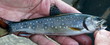 High Sierra Brook Trout