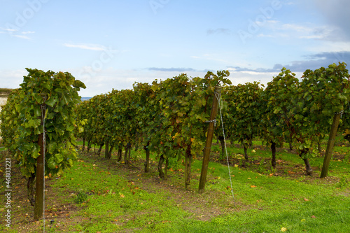 Photo: winery garden winery garden