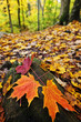 Fall leaves in forest