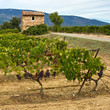 Provence : Cabanon dans le vignoble
