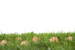 Eier aus Freilandhaltung in der Wiese
