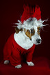 Foto: Jack-Russel-Terrier als Weihnachtsmann Jack-Russel-Terrier als Weihnachtsmann
