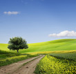 Photo: Field,tree and blue sky Field,tree and blue sky