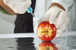 Gmo food concept