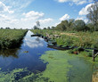 Algenteppich_212576
