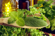 Herbs Hierbas 허브