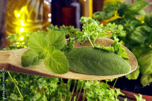 Photo: Herbs Hierbas 허브 Herbs Hierbas 허브