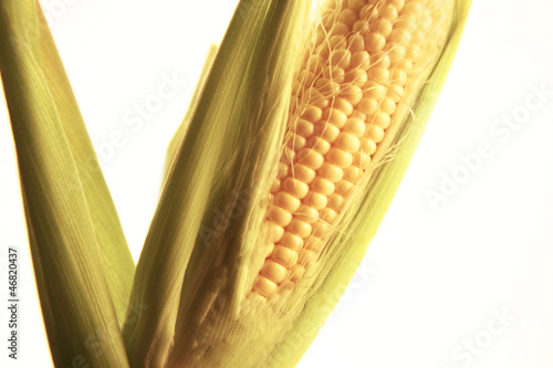 Photo: Farming Corn Farming Corn