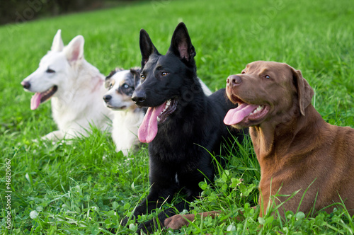 Photo: Vier ausgepowerte Hunde Vier ausgepowerte Hunde