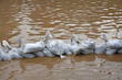 wall of sandbags to fend off raging river