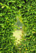 Window made from cut of garden bush